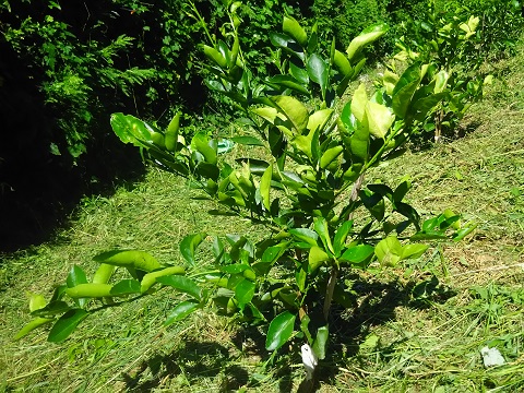 ライムを植付けてから約半年 そろそろ木の管理を