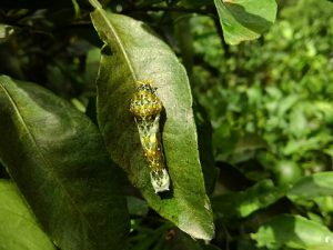 クロアゲハの幼虫