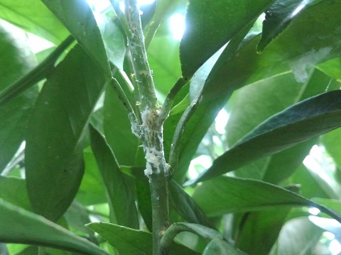 茎に寄生したアオバハゴロモの幼虫