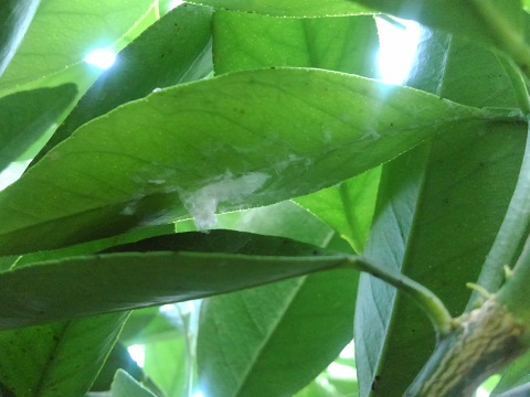 葉に寄生したアオバハゴロモの幼虫