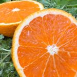 未来へつなぐ柑橘栽培！2050年に向けた持続可能な農業とは！？