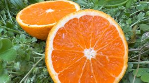 自然農の柑橘