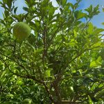 作業日誌（オゴロのサンフルーツ園地整備）