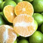 作業日誌（ポンカン摘果玉の収穫）