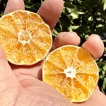 作業日誌（はるみ乾燥工程の確認・防風垣手入れ）