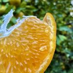 作業日誌（はるみ摘果玉の収穫と下草の管理）