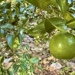 作業日誌（太田ポンカン・摘果玉の収穫）