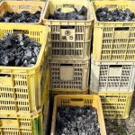 作業日誌（ねのfarm・サンフルーツ製炭と杉準備）