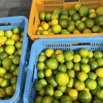 作業日誌（はるみ摘果玉・製炭用収穫）