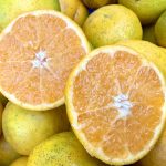 作業日誌（はるみの摘果玉の収穫）