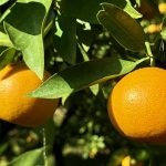 作業日誌（天草園で下草の処理と清見タンゴール園で防風垣の手入れ）