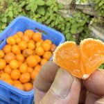 作業日誌（みかんとはるみの収穫と防風垣の手入れ）