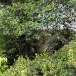 作業日誌（デコポン園で陰切り）