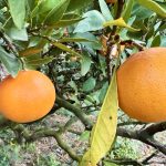 作業日誌（天草の収穫開始）