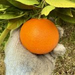 作業日誌（天草の収穫！）