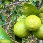 作業日誌（ゴマダラカミキリの被害！）