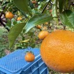 作業日誌｜はるみの収穫が始まりました