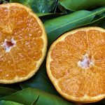 作業日誌（はるみの収穫２日目）